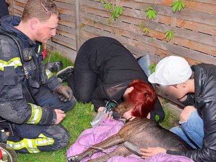 Feuerwehr rettete einen Hund vor den Flammen
