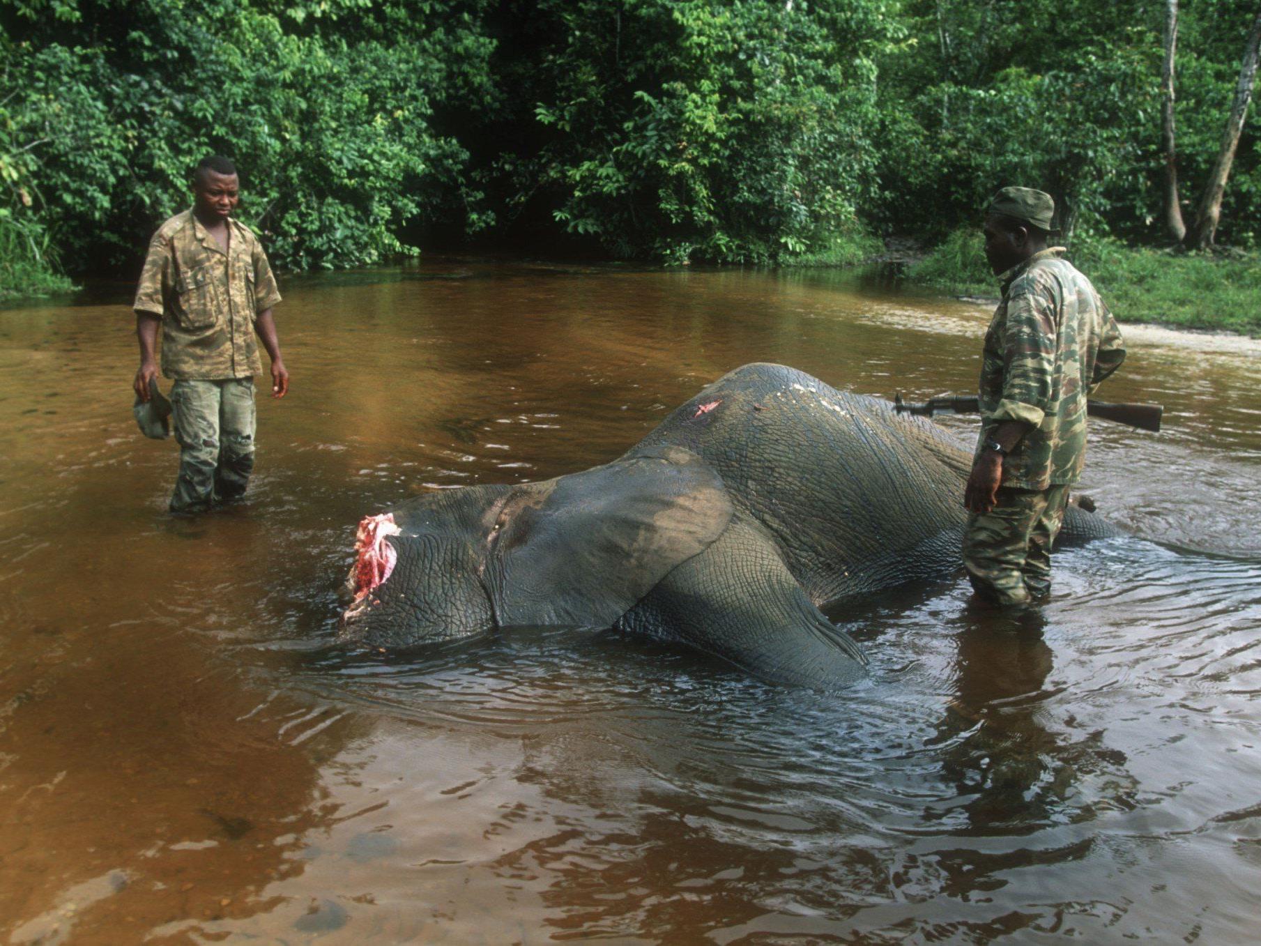 Die Umweltschutzorganisation wirft der Regierung vor, Wilderer zu schützen.
