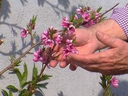 Der Obstbaum im eigenen Garten liegt jetzt wieder voll im Trend.