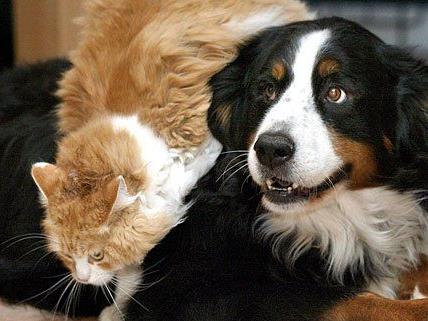 Wenn Hund und Katze allein daheim eingespert sind, und ein Notfall eintritt, hilft die Tier-Notfallhilfe