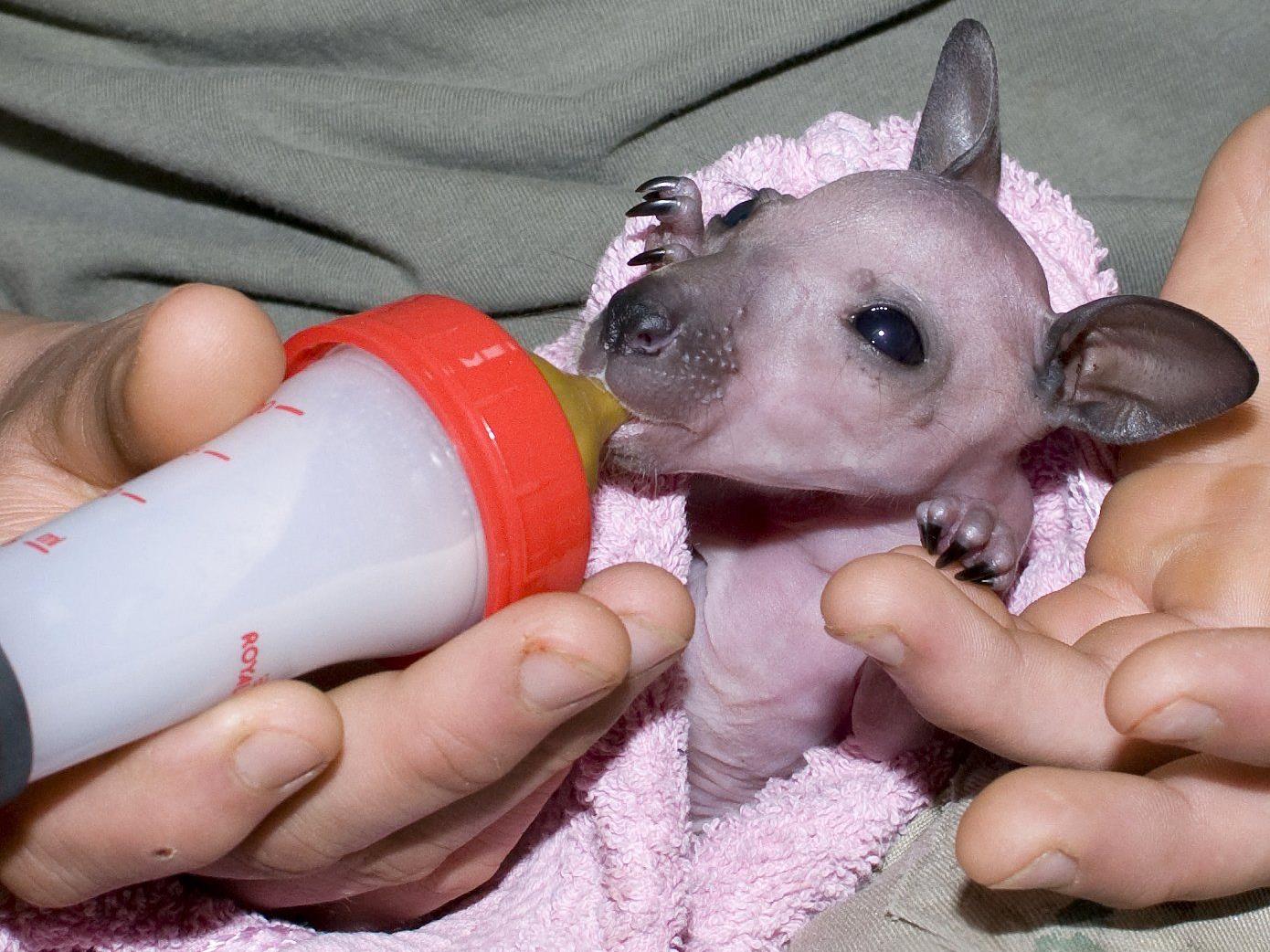 "Sit", das noch nackte Kängurubaby wird mit der Flasche im Zoo Schmiding aufgezogen.