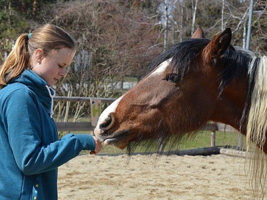 Pferdeflüstern kann man bei Workshops in Schönbrunn erlernen