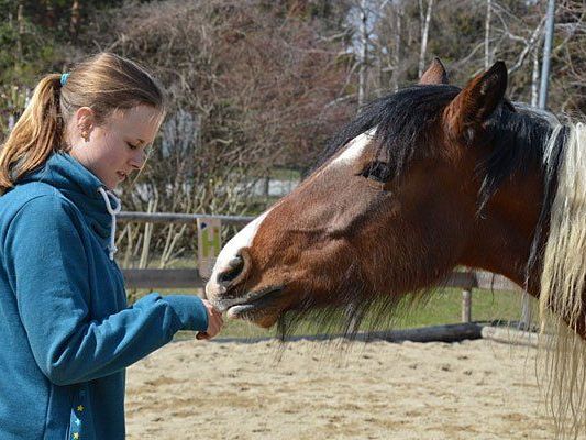 Pferdeflüstern kann man bei Workshops in Schönbrunn erlernen