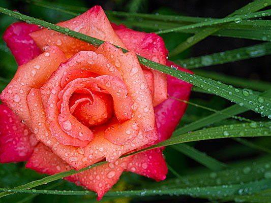 Die Blumen am heurigen Muttertag werden wohl durch den Regen getragen werden müssen