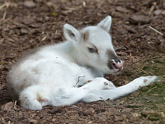 Das schneeweiße Rentier erhielt den Namen "Lumi" Das schneeweiße Rentier erhielt den Namen "Lumi"