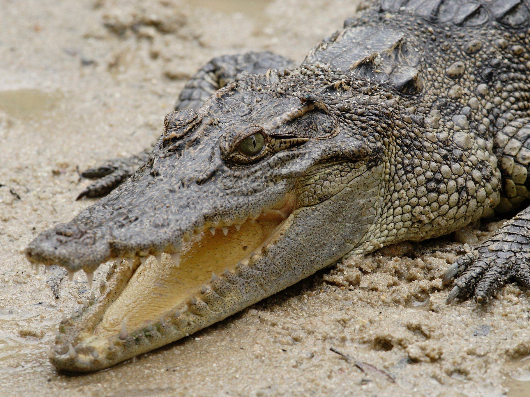 Das Reptil konnte drei Tage später von der Polizei eingefangen werden. Das Reptil konnte drei Tage später von der Polizei eingefangen werden.