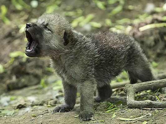 Süße kleine Heuler: Die Baby-Wölfe in Schönbrunn Süße kleine Heuler: Die Baby-Wölfe in Schönbrunn