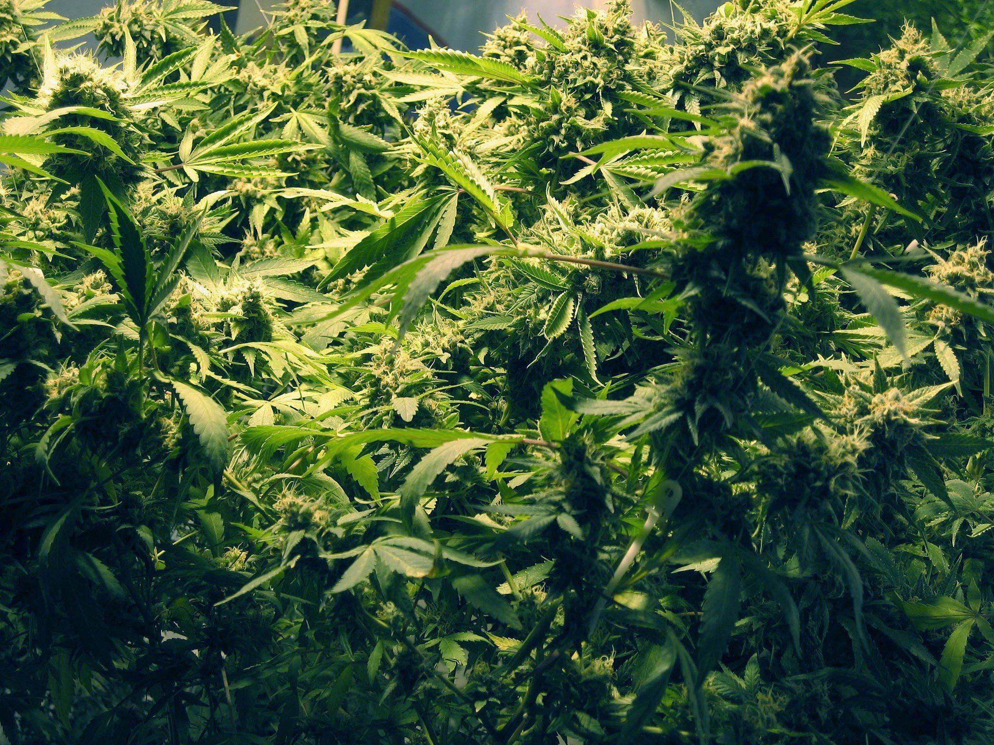Die Polizei hat acht Cannabispflanzen in einem Keller in Henndorf sichergestellt.