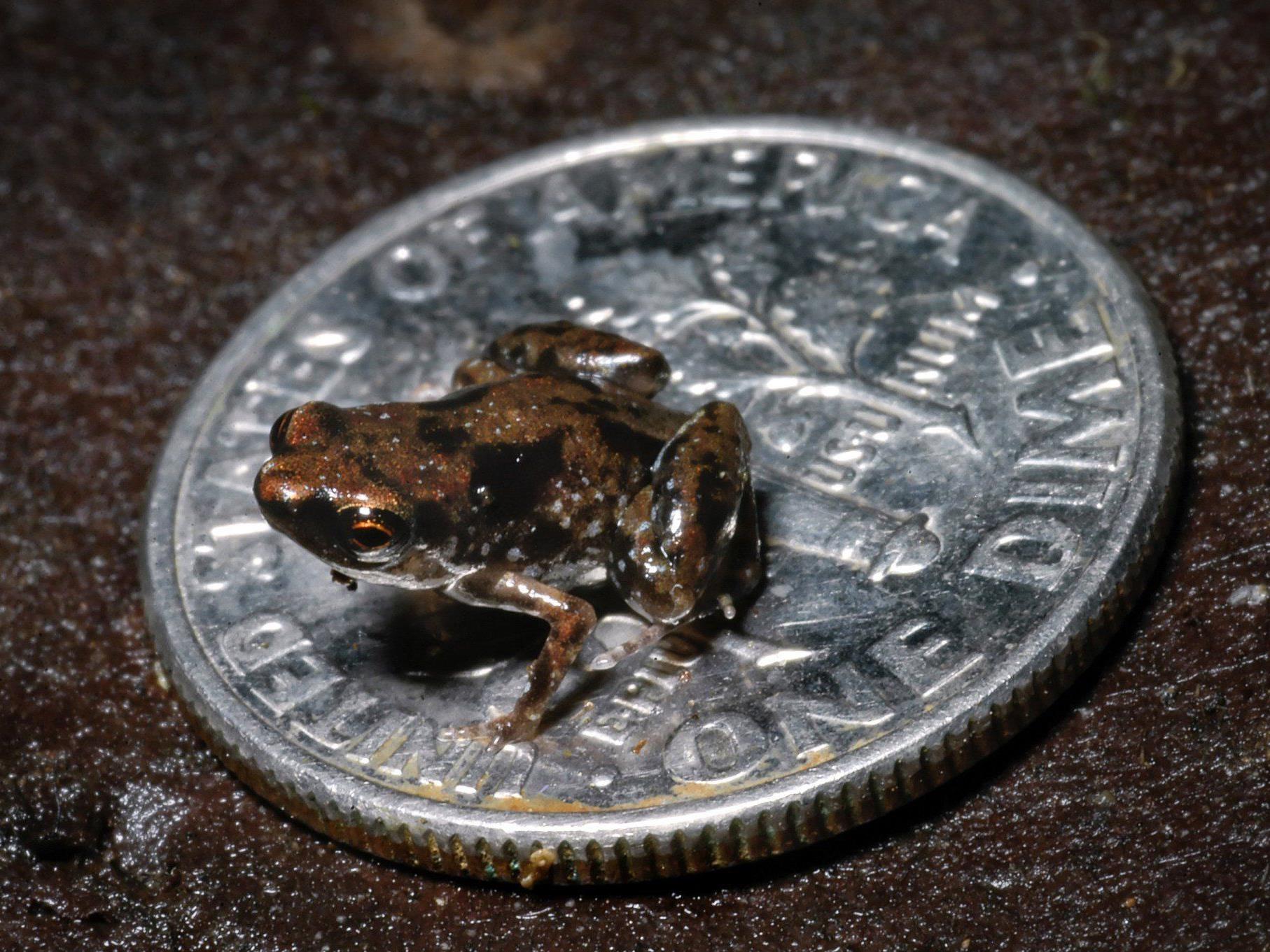 Sieben Millimeter großer Frosch ist das kleinste bekannte Wirbeltier der Welt.