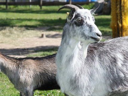 Über 40 Tierarten leben im Zoo der Blumengärten Hirschstetten