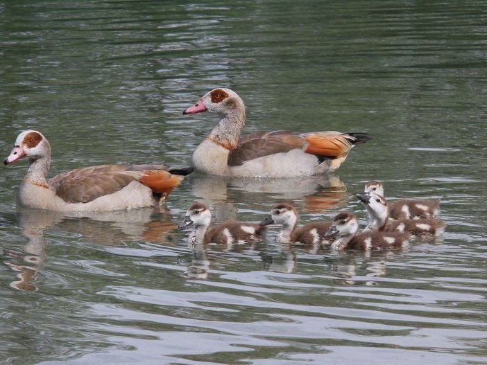 Das Nilgans-Pärchen brachte fünf Jungvögel im Erholungsgebiet Paspels zur Welt. Das Nilgans-Pärchen brachte fünf Jungvögel im Erholungsgebiet Paspels zur Welt.