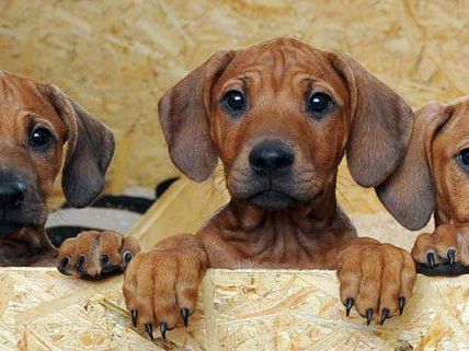 Hunde wird man auf der PetExpo nicht antreffen, Hundefreunde dafür umso mehr.