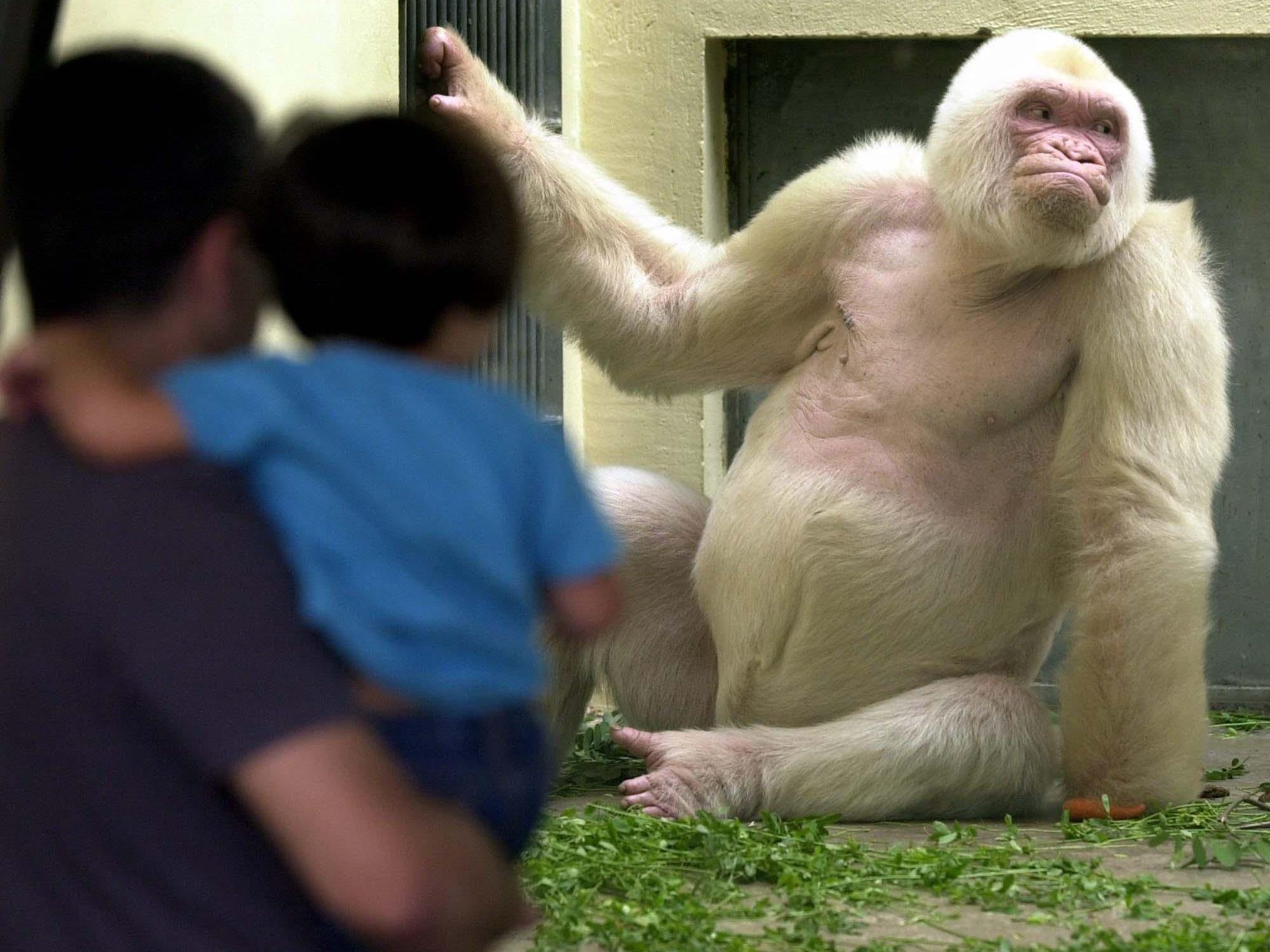 Albino-Gorilla: Eltern von "Schneeflöckchen" waren eng verwandt.