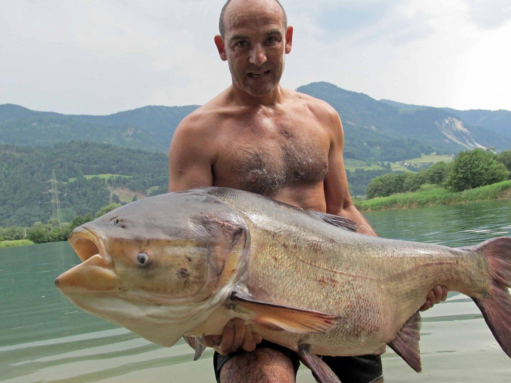 Ein Tiroler zog einen 41,2 Kilogramm schweren Karpfen aus einem Baggersee.