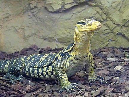 Allein aus Indonesien werden jährlich 450.000 Häute dieser Tiere exportiert. Allein aus Indonesien werden jährlich 450.000 Häute dieser Tiere exportiert.
