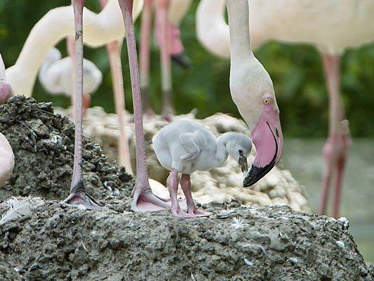 Nicht rosa, aber sehr süß: Flamingo-Babys im Tiergarten Schönbrunn