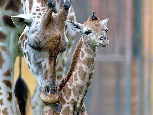 Süß: die "kleine" Giraffe Lubango