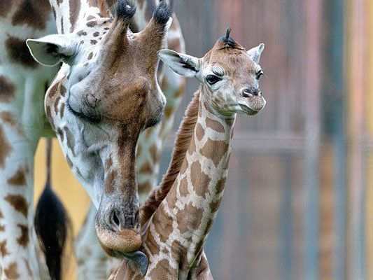 Süß: die "kleine" Giraffe Lubango Süß: die "kleine" Giraffe Lubango