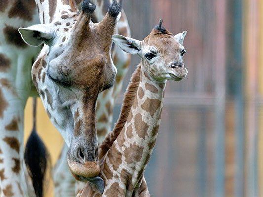 Süß: die "kleine" Giraffe Lubango