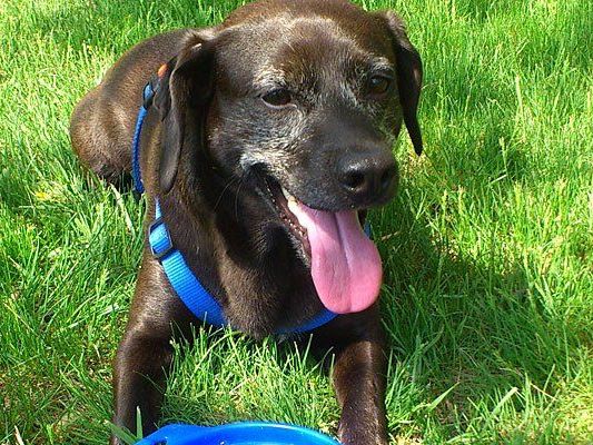 Hunde leiden besonders unter der Hitze Hunde leiden besonders unter der Hitze