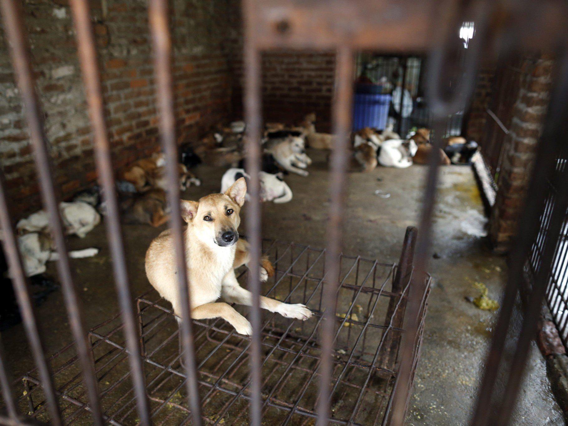 10.000 Tiere sterben in diesem Jahr beim "Hundefleisch-Fest".
