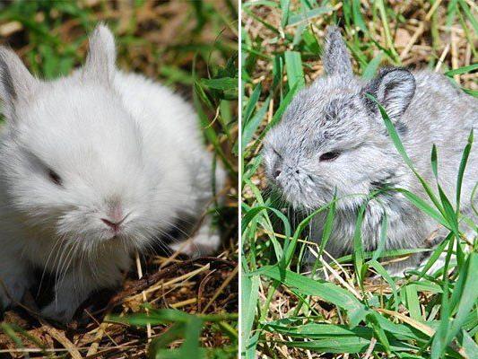 Diese niedlichen Kaninchen werden derzeit im Wiener Tierschutzhaus vergeben