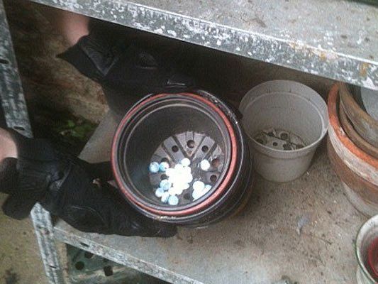 In diesem Blumentopf versteckte der Festgenommene Kugeln mit Kokain In diesem Blumentopf versteckte der Festgenommene Kugeln mit Kokain