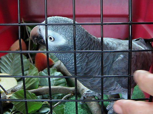Vogelgrippe-Alarm am Flughafen Wien-Schwechat: Papageien wurden geschmuggelt
