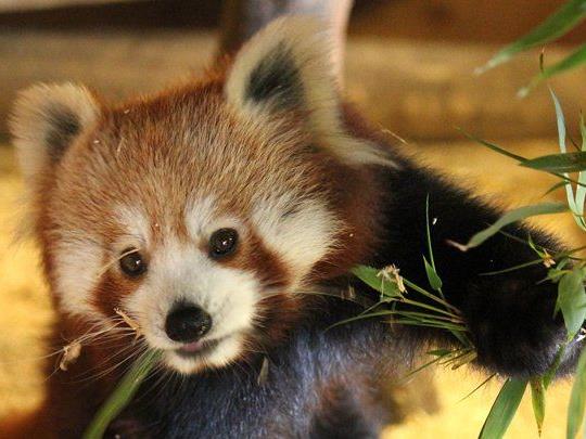 Die in freier Wildbahn gefährdeten roten Pandas kommen aus Zoos in Polen und Frankreich.