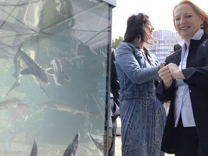 Am 29. Juni wird der Danube Day begangen. Am 29. Juni wird der Danube Day begangen.