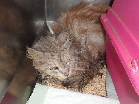 Diese Katze war in einen Koffer gesperrt und ausgesetzt worden. Diese Katze war in einen Koffer gesperrt und ausgesetzt worden.