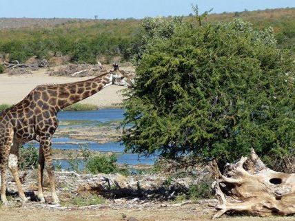 So gelingen Ihre Safari-Fotos auf jeden Fall.