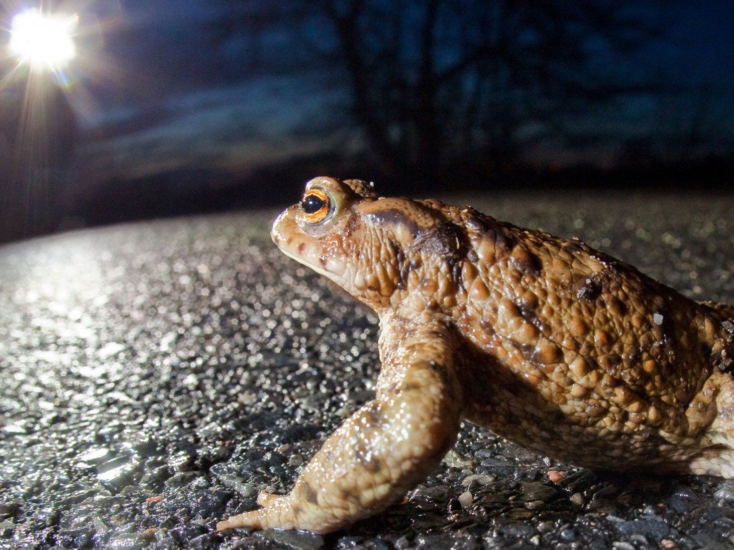 Auch streng geschützte Tiere verenden auf heimischen Straßen. Auch streng geschützte Tiere verenden auf heimischen Straßen.