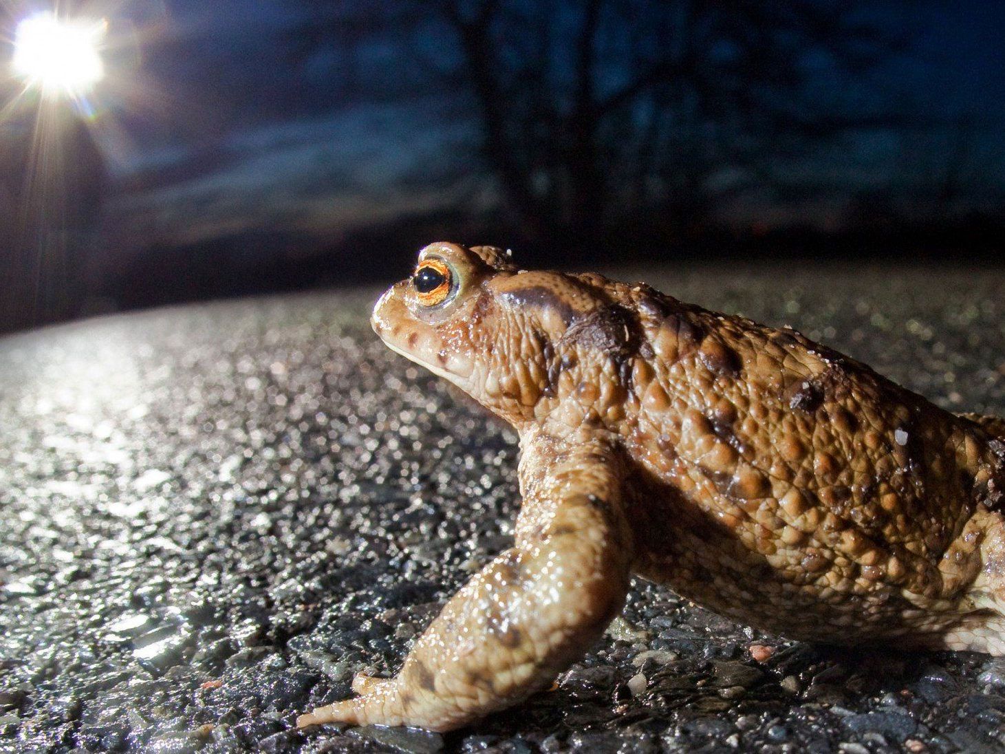 Auch streng geschützte Tiere verenden auf heimischen Straßen.