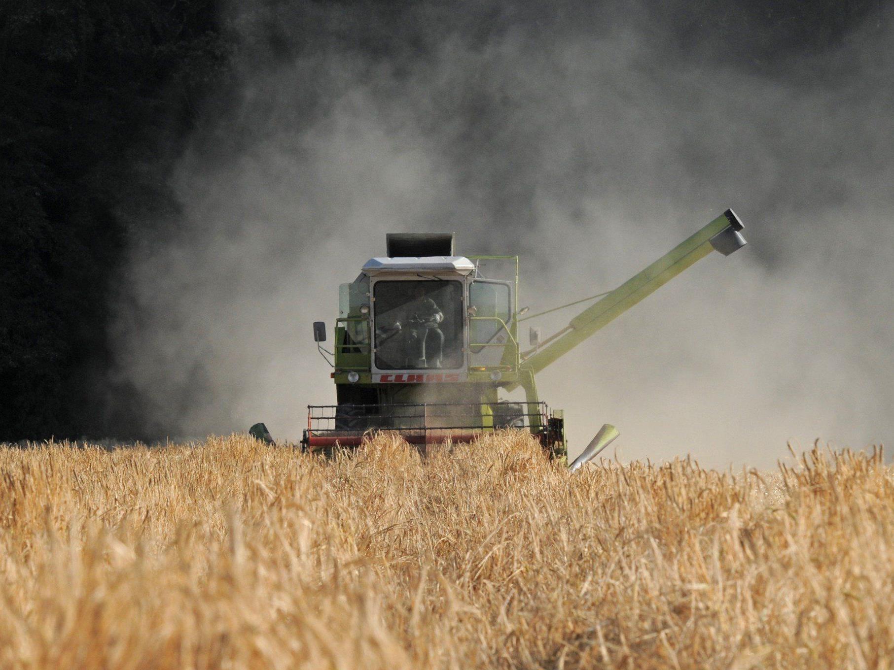 Trockenheit - Wiener Bauern rechnen mit bis zu 35 Prozent Einbußen