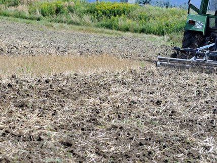 Wegen der anhaltenden Hitze müssen die Bauern mit Ernteschäden rechnen. Wegen der anhaltenden Hitze müssen die Bauern mit Ernteschäden rechnen.