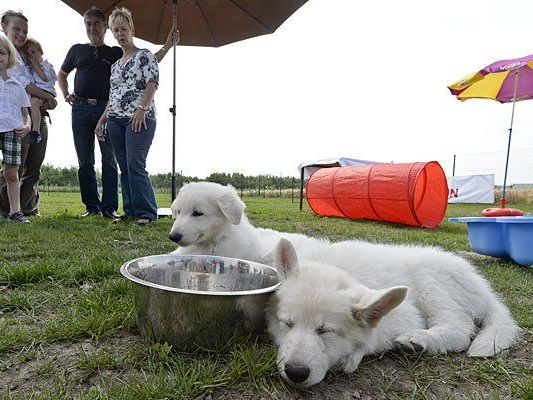 Im ersten Wiener Hundekompetenzzentrum Im ersten Wiener Hundekompetenzzentrum