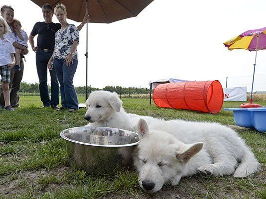 Im ersten Wiener Hundekompetenzzentrum