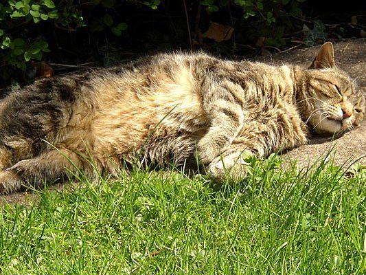 Im Grunde lieben Katzen ein Sonnenbad - aber Hitze kann ihnen auch gefährlich werden