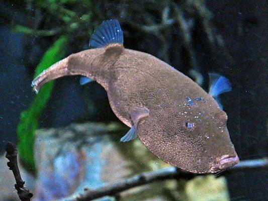 Der Kongo-Kugelfisch ist seit Kurzem im Haus des Meeres zu bestaunen