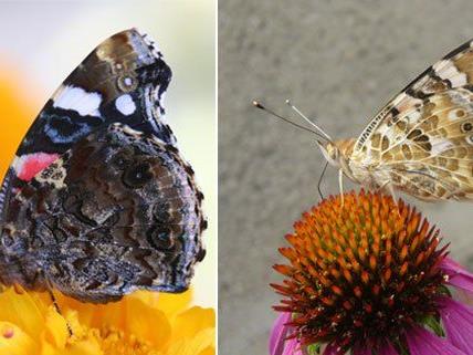 In Wien heimische Schmetterlinge: etwa Admiralfalter (l.) und Distelfalter