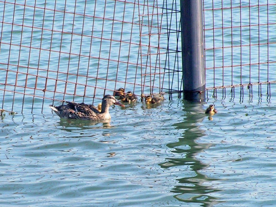 Die „Wächterherde" im Gehege zeigt seit Jahren keinerlei Anzeichen von Vogelgrippe. Die „Wächterherde" im Gehege zeigt seit Jahren keinerlei Anzeichen von Vogelgrippe.