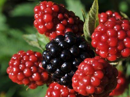 Beim Tag der Offenen Tür dreht sich alles um Beeren. Beim Tag der Offenen Tür dreht sich alles um Beeren.