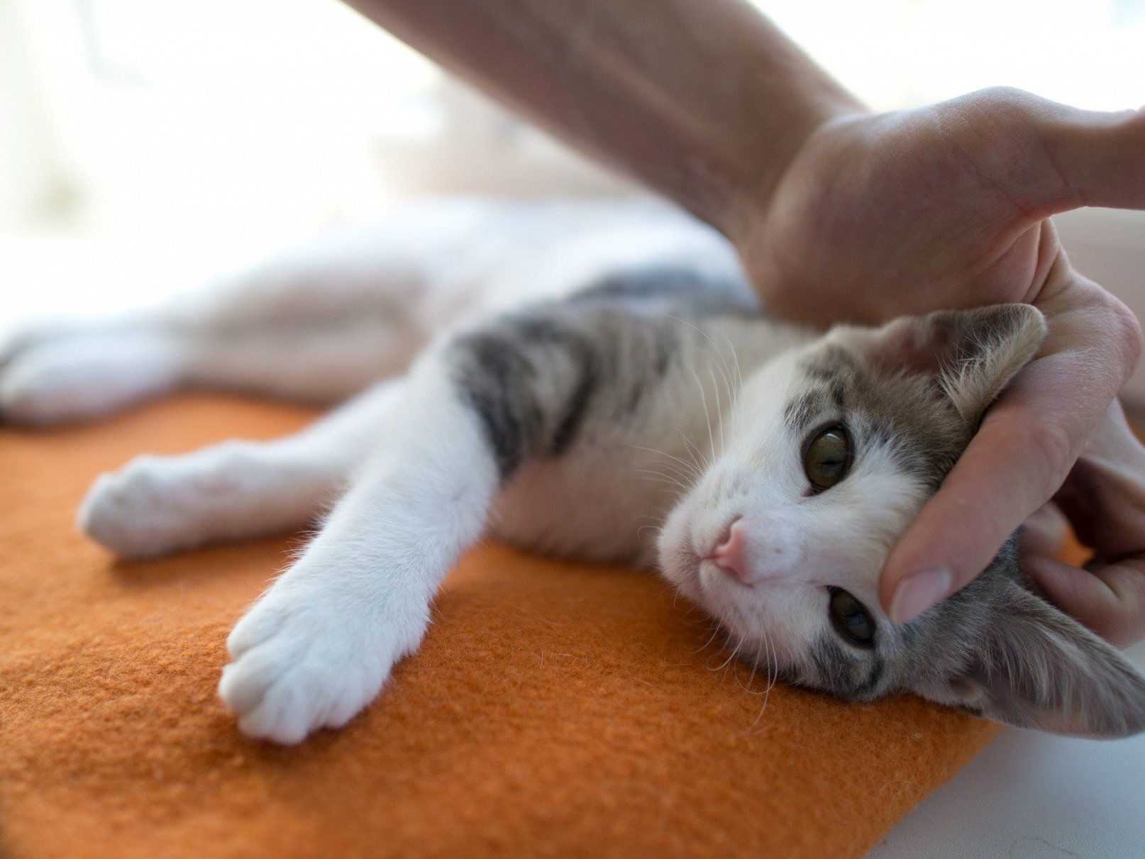 Rätsel um Ursache für Katzenallergie gelöst Rätsel um Ursache für Katzenallergie gelöst