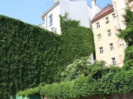 Auch heuer werden wieder die schönsten begrünten Fassaden der Stadt gesucht. Auch heuer werden wieder die schönsten begrünten Fassaden der Stadt gesucht.