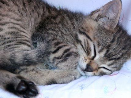 In einer Kiste ausgetzt musste die Katze ihre Jungen zur Welt bringen. In einer Kiste ausgetzt musste die Katze ihre Jungen zur Welt bringen.