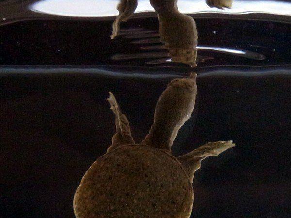 Japanische Forscher sehen weiteren Beleg dafür, dass die Vorfahren der Schildkröten nahe Verwandte von Alligatoren und Dinosauriern sind.