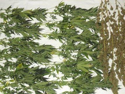 In Tullnerbach konnte eine Cannabis-Indoorplantage sichergestellt werden.