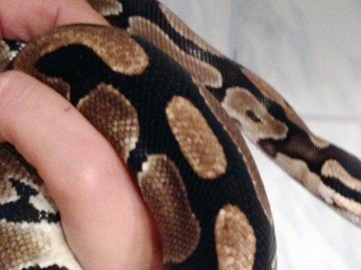 In Niederösterreich wurde ein herrenloser Python auf einer Straße entdeckt. In Niederösterreich wurde ein herrenloser Python auf einer Straße entdeckt.