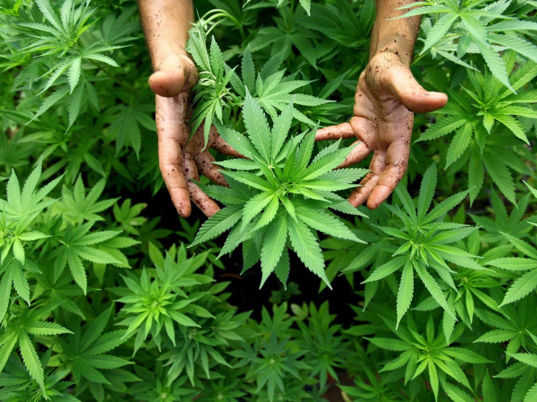 Bei einer Hausdurchsuchung wurden fast 400 Marihuana-Pflanzen im Haus von Heidi Fleiss gefunden. Bei einer Hausdurchsuchung wurden fast 400 Marihuana-Pflanzen im Haus von Heidi Fleiss gefunden.